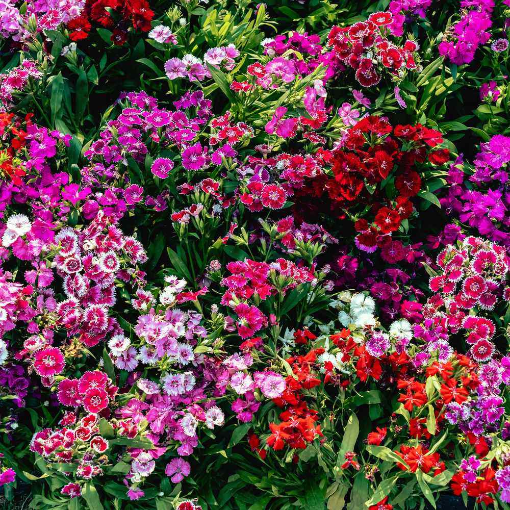 Double Blend Sweet William growing in a garden