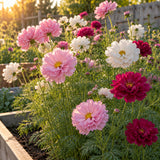 Double Click Blend Cosmos Seeds growing in a home garden