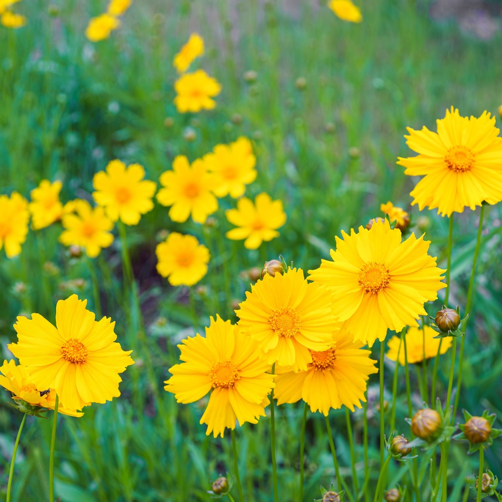 Double Sunburst Coreopsis growing in a garden