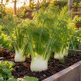 Dragon Fennel Seeds growing in a home garden