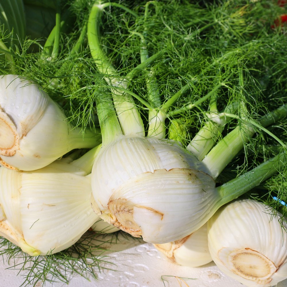 Product image of dragon fennel seeds