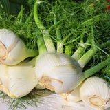 Product image of dragon fennel seeds