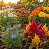 Dried Flower Garden Seed Bundle growing in a home garden