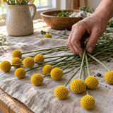 Drumstick Flower Craspedia Seeds harvest up close