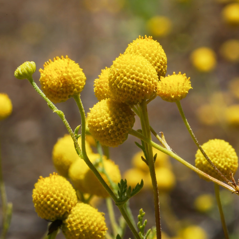 Drumstick Flower Craspedia growing in a garden