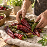 Durango Mirasol Chile Pepper Seeds harvest up close