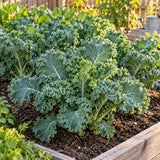Dwarf Blue Curled Kale Seeds growing in a home garden