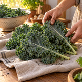 Dwarf Blue Curled Kale Seeds harvest up close