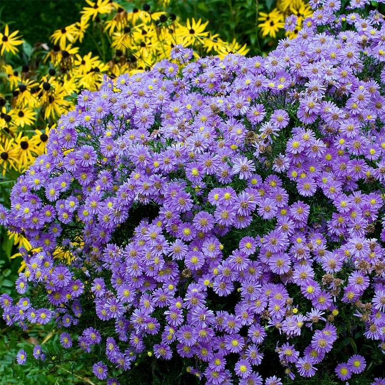 Product photo of chinese aster seeds