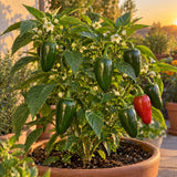 Early Jalapeño Chile Pepper Seeds growing in a home garden