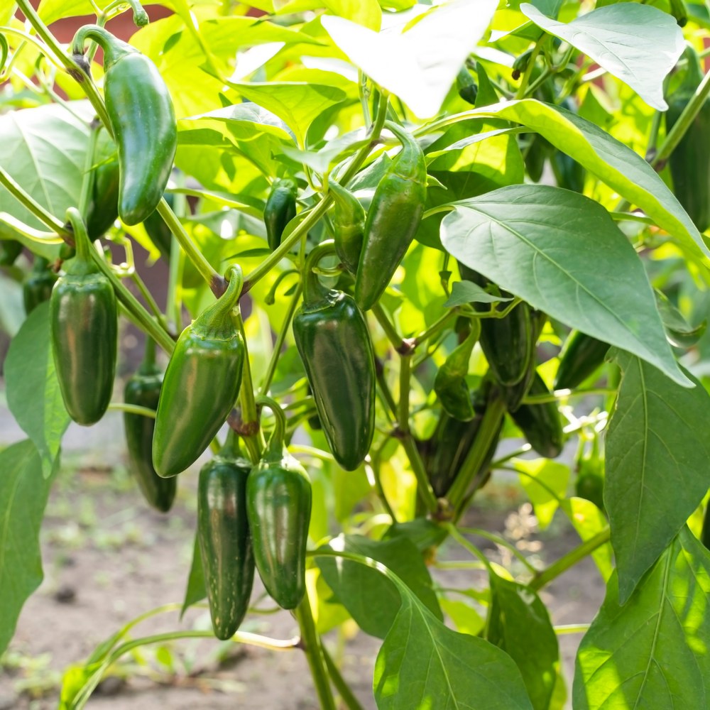 Early Jalapeño Chile Pepper growing in a garden