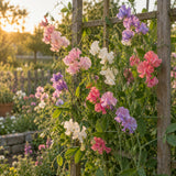Early Multiflora Blend Sweet Pea Seeds growing in a home garden