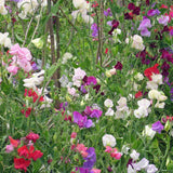Early Multiflora Blend Sweet Pea growing in a garden