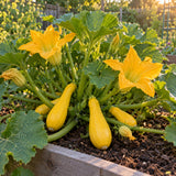 Early Prolific Straightneck Summer Squash Seeds growing in a home garden