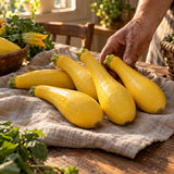 Early Prolific Straightneck Summer Squash Seeds harvest up close