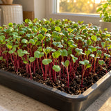 Early Wonder Beet Microgreens Seeds growing in a home garden