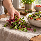 Early Wonder Beet Microgreens Seeds harvest up close