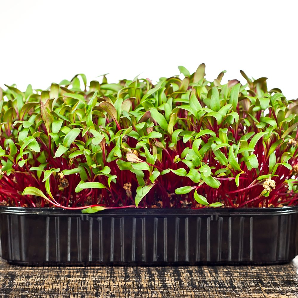 Early Wonder Beet Microgreens growing in a garden