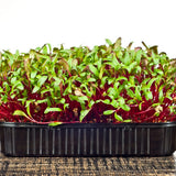 Early Wonder Beet Microgreens growing in a garden