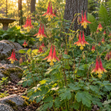 Eastern Red Columbine Seeds growing in a home garden
