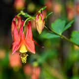 Eastern Red Columbine seed packet