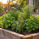 Easygoing Herb Seed Pack growing in a home garden
