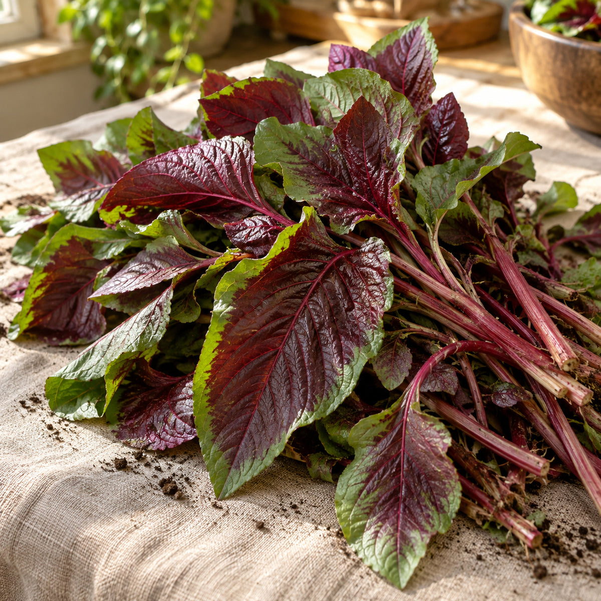 Edible Red Leaf Amaranth Seeds harvest up close
