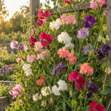Elegance Blend Sweet Pea Seeds growing in a home garden