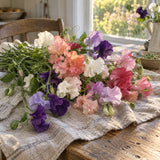 Elegance Blend Sweet Pea Seeds harvest up close