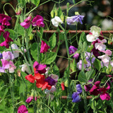 Elegance Blend Sweet Pea growing in a garden