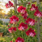 Elegance Lipstick Sweet Pea Seeds growing in a home garden