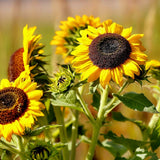Elves Blend Dwarf Sunflower growing in a garden
