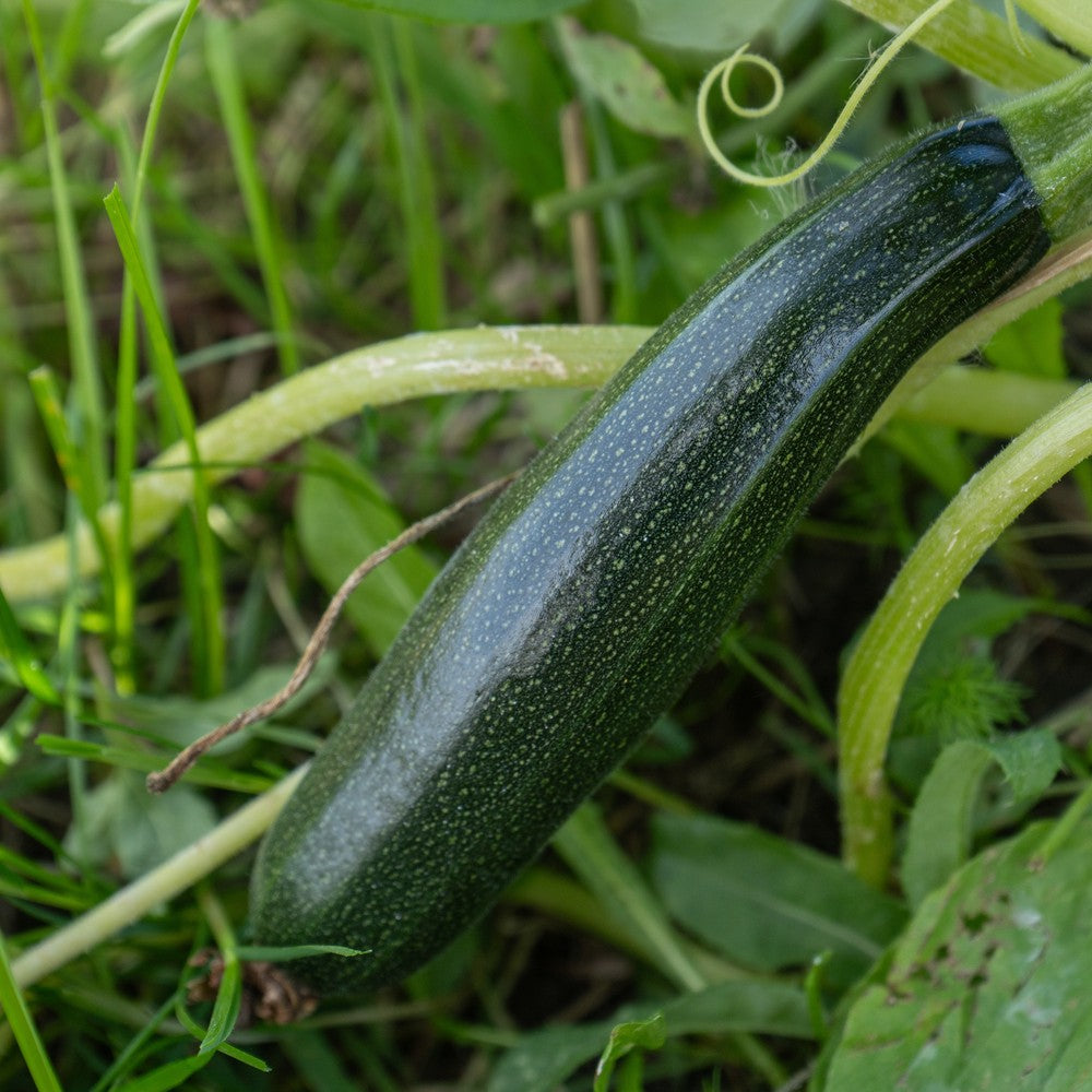 Emerald Delight Summer Squash growing in a garden