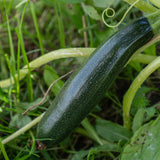 Emerald Delight Summer Squash growing in a garden