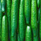 Telegraph Improved Long Cucumber plants in the garden