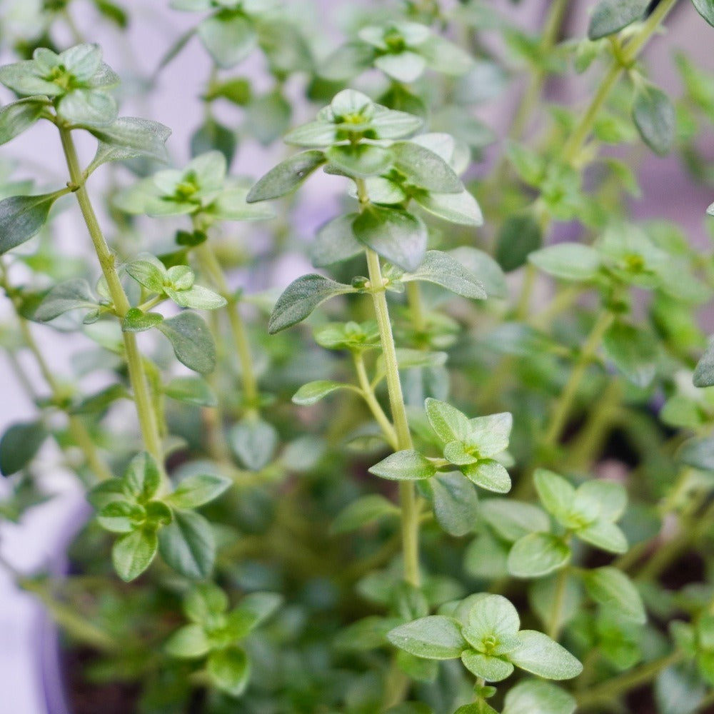 English Thyme growing in a garden