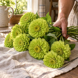 Envy Zinnia Seeds harvest up close