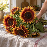 Evening Sun Sunflower Seeds harvest up close