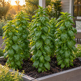 Everleaf Emerald Towers Basil Seeds growing in a home garden