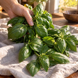 Everleaf Emerald Towers Basil Seeds harvest up close
