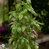 Everleaf Emerald Towers Basil growing in a garden