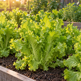 Ezrilla Leaf Lettuce Seeds growing in a home garden