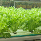 Ezrilla Leaf Lettuce growing in a garden