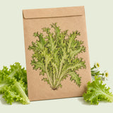 Kraft seed packet illustrated with Ezrilla Leaf Lettuce, with fresh Ezrilla Leaf Lettuce beside it