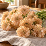 Fata Morgana Scabiosa Seeds harvest up close