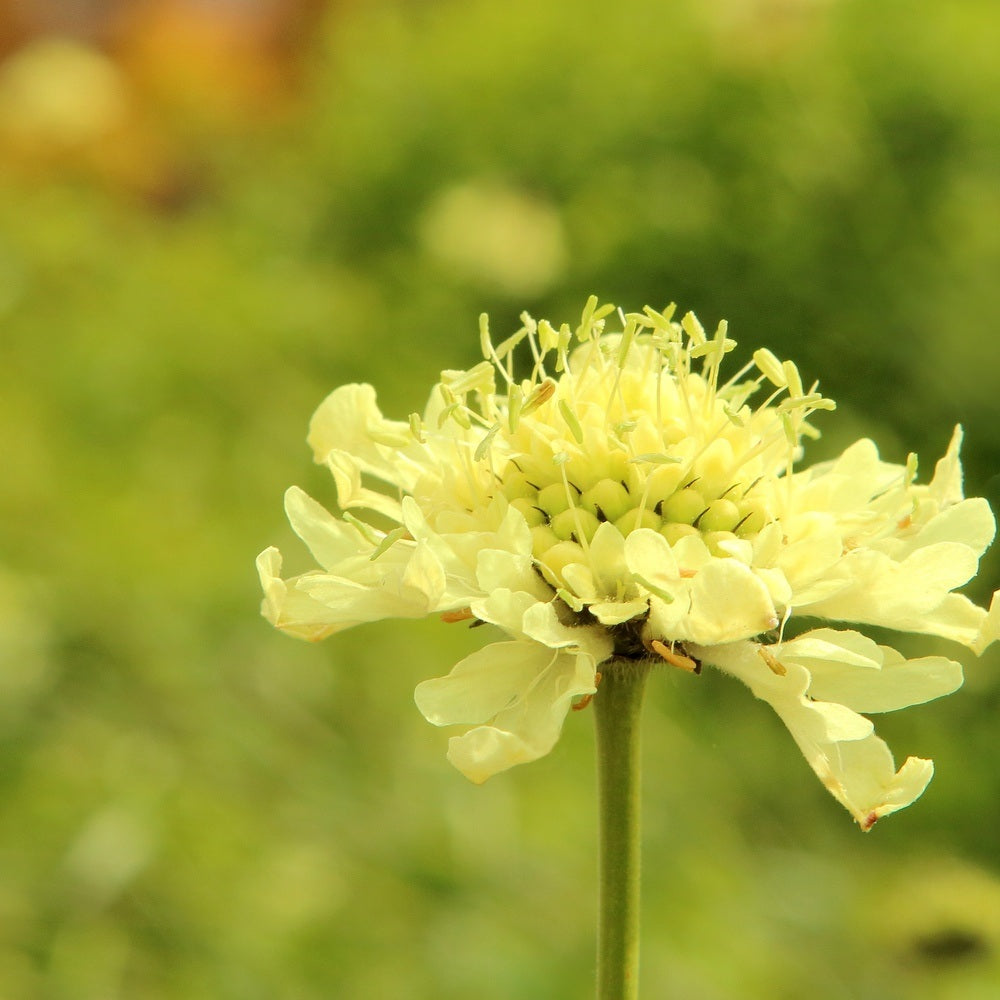 Fata Morgana Scabiosa seed packet