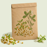 Kraft seed packet illustrated with Fenugreek Sprouts, with fresh Fenugreek Sprouts beside it