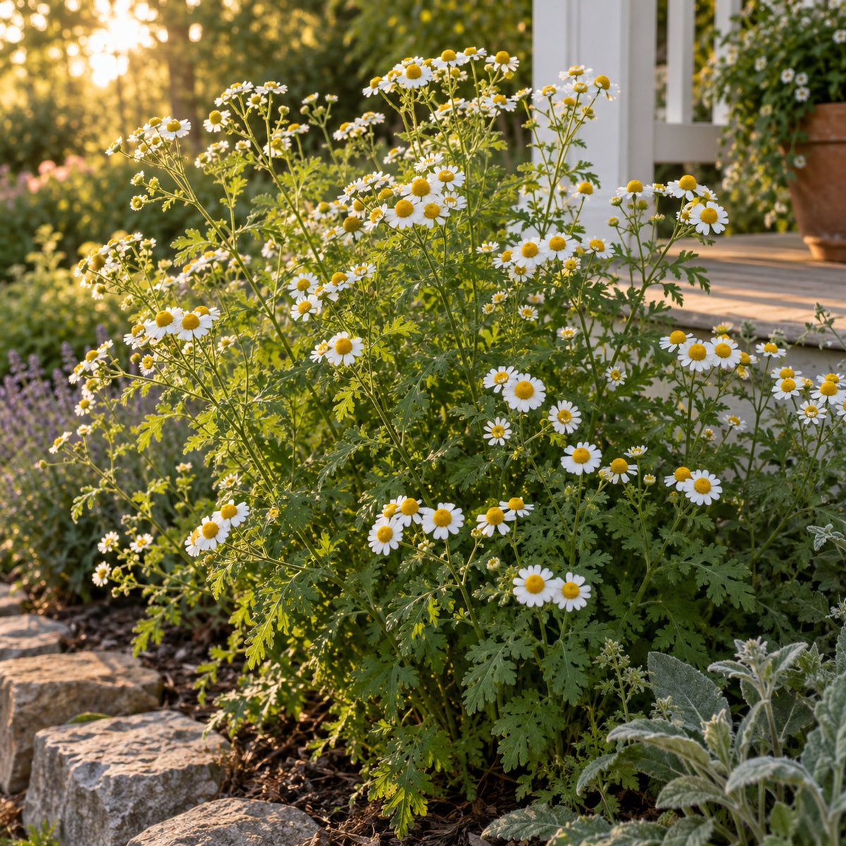 Feverfew White Flower Seeds growing in a home garden