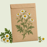 Kraft seed packet illustrated with Feverfew White Flower, with fresh Feverfew White Flower beside it