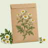 Kraft seed packet illustrated with Feverfew White Flower, with fresh Feverfew White Flower beside it